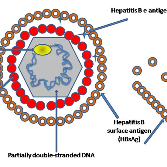 hepatitis b e (envelop) antigen (hbeag) test